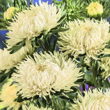 Астра Ювель желтая (yellow) /2 г/ *Satimex*