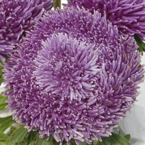 Насіння айстри Ювель лавандова (lavender) /2 г/ *Satimex*