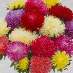 Астра Ювель смесь (mix) /2 г/ *Satimex*