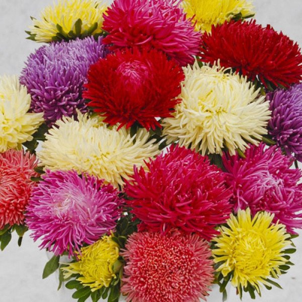 Насіння айстри Ювель суміш (mix) /2 г/ *Satimex*