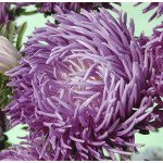 Астра Ювель фиолетовая (violet) /2 г/ *Satimex*