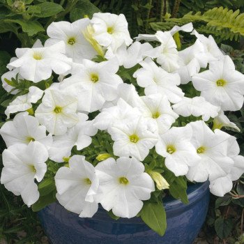 Петуния Шторм F1 белая /1.000 семян/ *Syngenta*