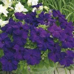 Петуния Шторм F1 синяя /1.000 семян/ *Syngenta*