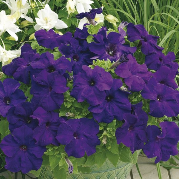 Насіння петунії Шторм F1 синя /1.000 насінин/ *Syngenta*