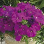 Петуния Шторм F1 фиолетовая /1.000 семян/ *Syngenta*