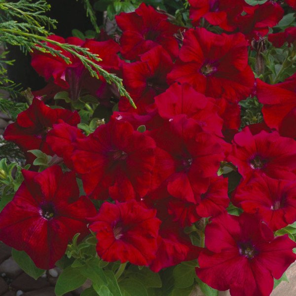 Семена петунии Шторм F1 красная /1.000 семян/ *Syngenta*