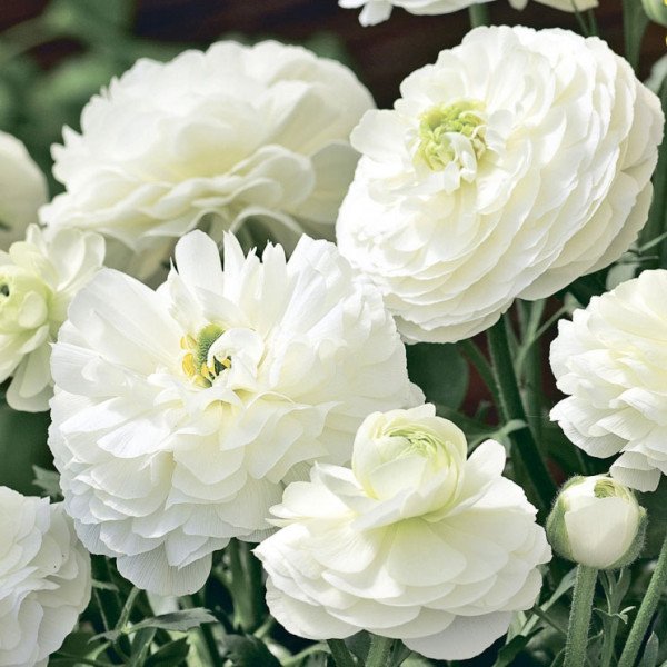 Насіння ранункулюса Меджик F1 білий /50 насінин/ *Syngenta*