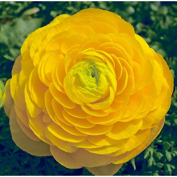 Семена ранункулюса Меджик F1 желтый /50 семян/ *Syngenta*