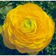 Семена ранункулюса Меджик F1 желтый /50 семян/ *Syngenta*
