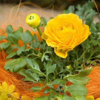 Ранункулюс Меджік F1 жовтий /50 насінин/ *Syngenta*