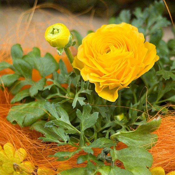 Семена ранункулюса Меджик F1 желтый /50 семян/ *Syngenta*