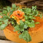 Ранункулюс Меджик F1 оранжевый /50 семян/ *Syngenta*