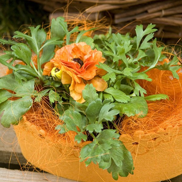 Семена ранункулюса Меджик F1 оранжевый /50 семян/ *Syngenta*