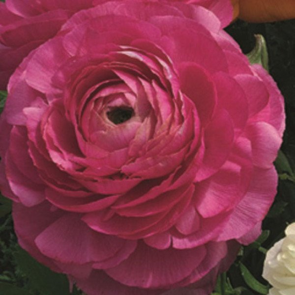 Насіння ранункулюса Меджік F1 рожевий /50 насінин/ *Syngenta*