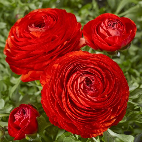 Насіння ранункулюса Меджик F1 червоний /50 насінин/ *Syngenta*