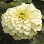 Цинія Магелан F1 айворі (ivory) /100 насінин/ *Syngenta*