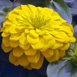 Цинія Магелан F1 жовта (yellow) /100 насінин/ *Syngenta*