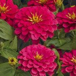 Цинія Магелан F1 коралова (coral) /100 насінин/ *Syngenta*