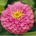 Цинія Магелан F1 пінк (pink) /100 насінин/ *Syngenta*