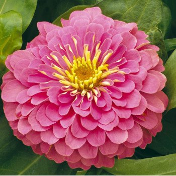 Цинния Магелан F1 пинк (pink) /100 семян/ *Syngenta*