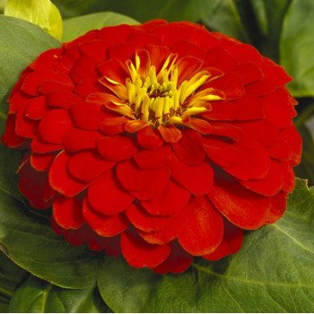 Цинния Магелан F1 скарлет (scarlet) /100 семян/ *Syngenta*