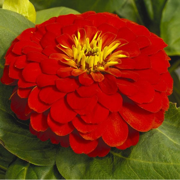 Семена циннии Магелан F1 скарлет (scarlet) /100 семян/ *Syngenta*