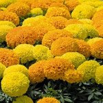 Бархатцы Дискавери F1 смесь (mix) /100 семян/ *Benary*