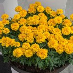 Чорнобривці Чіка жовті (yellow) /200 насінин/ *Hem Genetics*