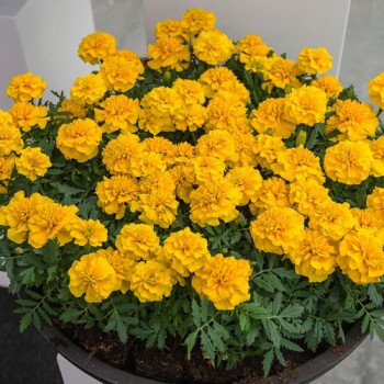 Бархатцы Чика желтые (yellow) /200 семян/ *Hem Genetics*