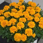 Чорнобривці Чіка золотисті (gold) /200 насінин/ *Hem Genetics*