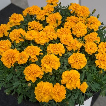 Бархатцы Чика золотистые (gold) /200 семян/ *Hem Genetics*