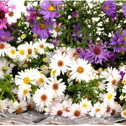 Астра альпийская смесь (mix) /2 г/ *Hem Zaden*