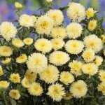 Айстра Арлекін жовта (yellow) /2 г/ *Satimex*