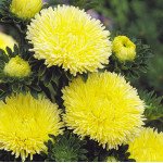 Айстра Гала жовта (yellow) /500 насінин/ *Benary*