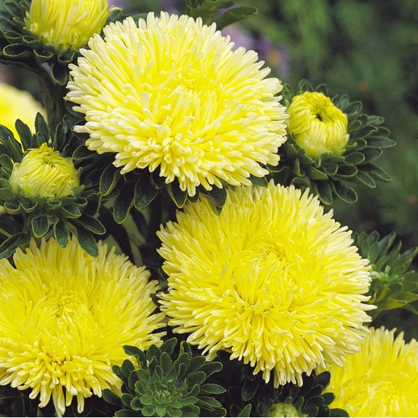 Семена астры Гала желтая (yellow) /500 семян/ *Benary*