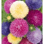 Астра Гала смесь (mix) /500 семян/ *Benary*