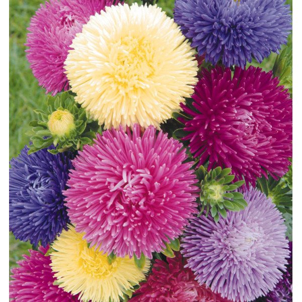 Насіння айстри Гала суміш (mix) /500 насінин/ *Benary*