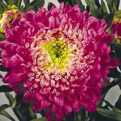 Айстра Матадор кримсон (crimson) /500 насінин/ *Benary*