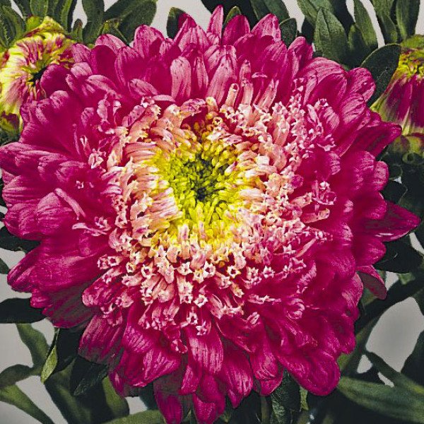 Насіння айстри Матадор кримсон (crimson) /500 насінин/ *Benary*