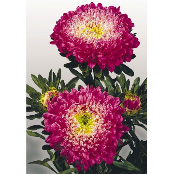 Насіння айстри Матадор кримсон (crimson) /500 насінин/ *Benary*