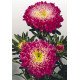 Насіння айстри Матадор кримсон (crimson) /500 насінин/ *Benary*