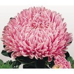 Айстра Матадор лососево-рожева (salmon pink) /500 насінин/ *Benary*