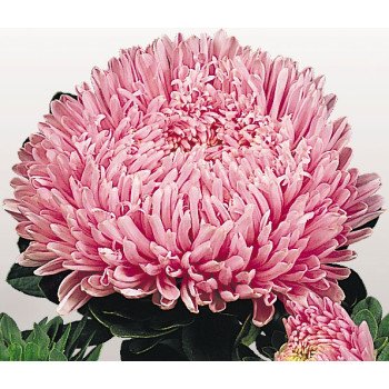 Айстра Матадор лососево-рожева (salmon pink) /500 насінин/ *Benary*