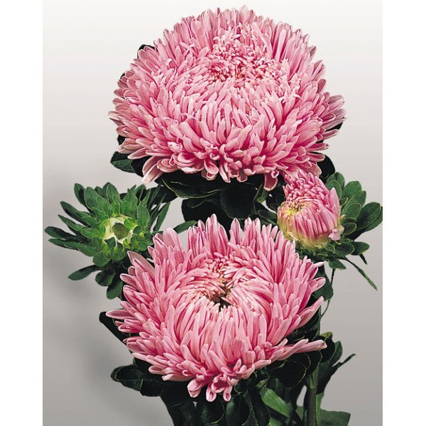 Насіння айстри Матадор лососево-рожева (salmon pink) /500 насінин/ *Benary*