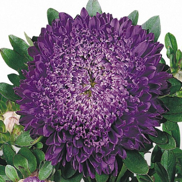 Насіння айстри Матадор темно-синя (deep blue) /500 насінин/ *Benary*