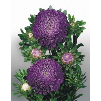 Астра Матадор темно-синяя (deep blue) /500 семян/ *Benary*