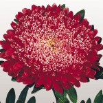 Айстра Матадор файрі ред (fiery red) /500 насінин/ *Benary*