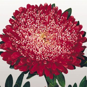 Астра Матадор файри рэд (fiery red) /500 семян/ *Benary*