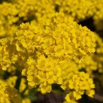 Алиссум Горное золото /5 г/ *Hem Zaden*