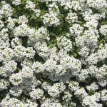 Алиссум Снежный Шар (Snowcloth) /5 г/ *Hem Zaden*